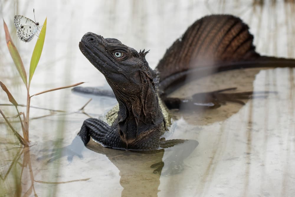 Water Dragon and Butterfly by Hendy Mp — canvas wall art