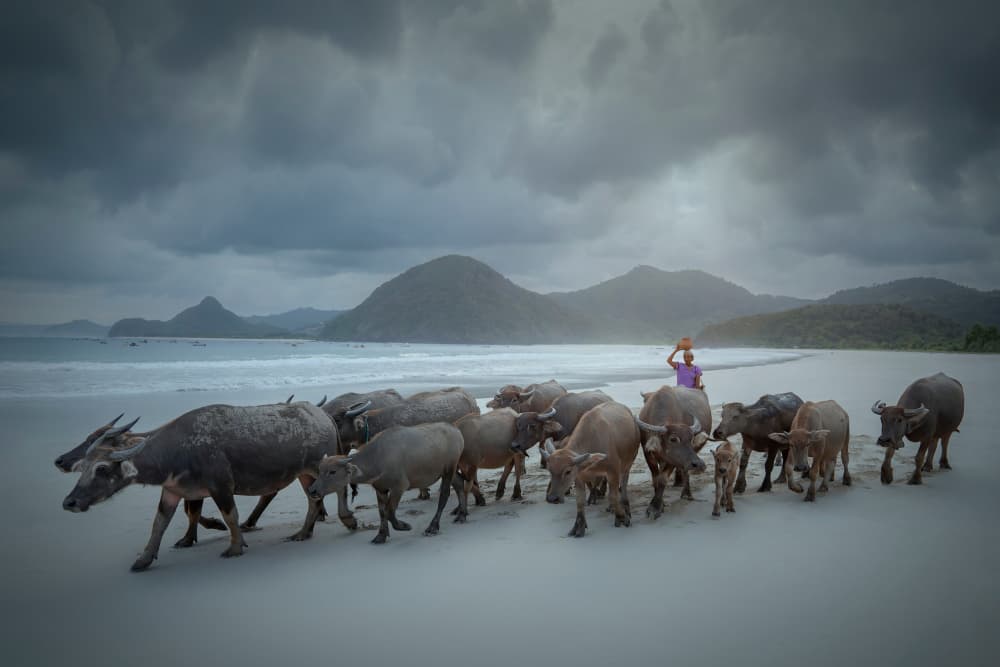 Water Buffalo Beach Walk by octavandy — canvas wall art