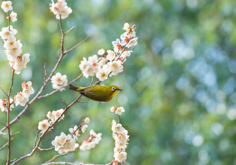 Japanese White-eye in Bloom by miwa_sun_ — canvas wall art