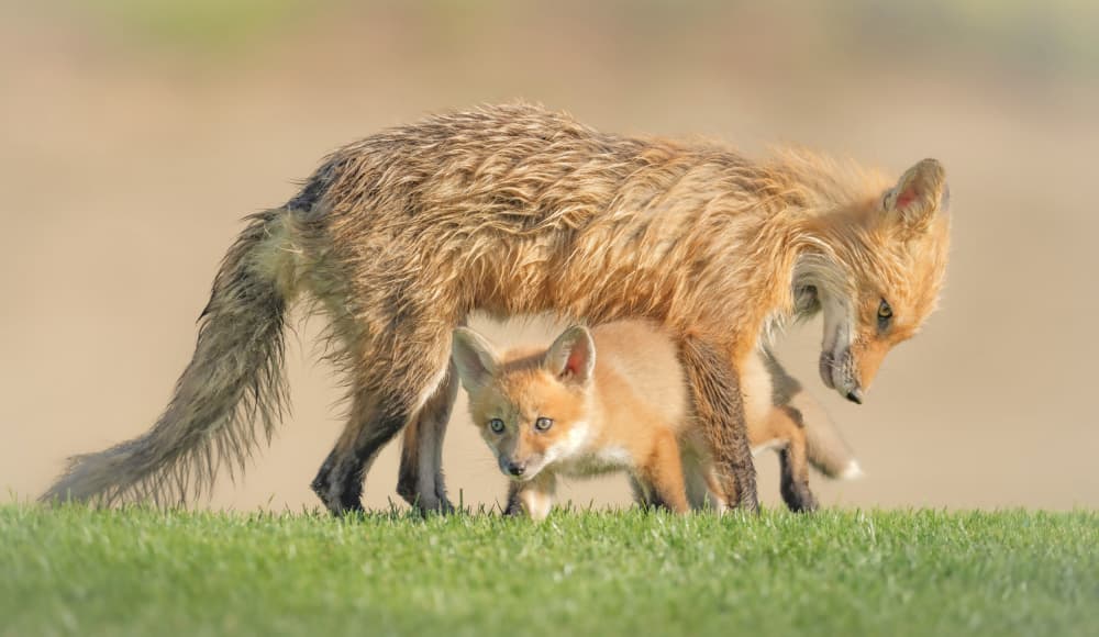 Red Fox Mother and Cub by Jinchao Lyu — canvas wall art