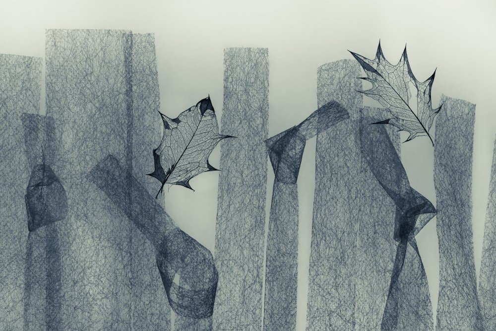 Delicate Skeleton Leaves by Shihya Kowatari — canvas wall art