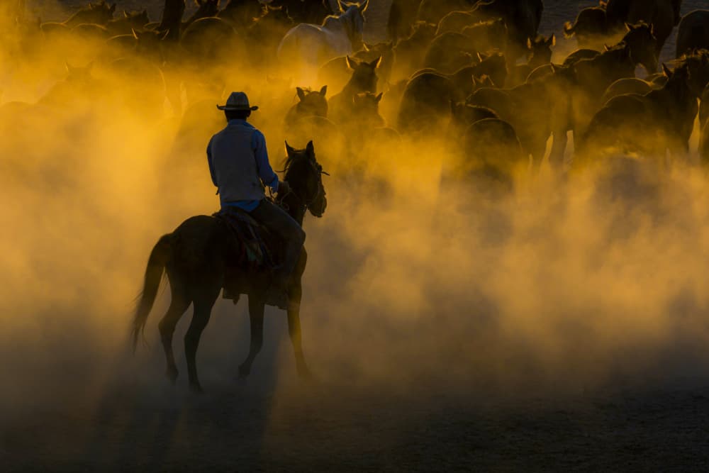 Golden Dust Herding by Ali Can — canvas wall art