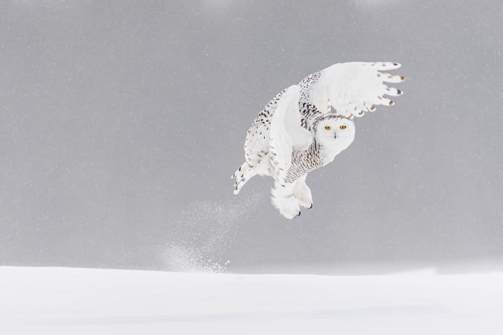 Snowy Owl Takeoff by Massimo Felici — canvas wall art