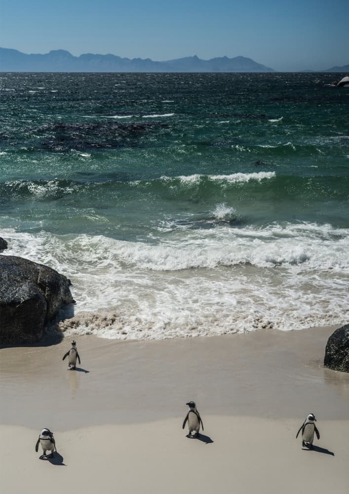 Penguin Beach Stroll by Shot by Clint — canvas wall art