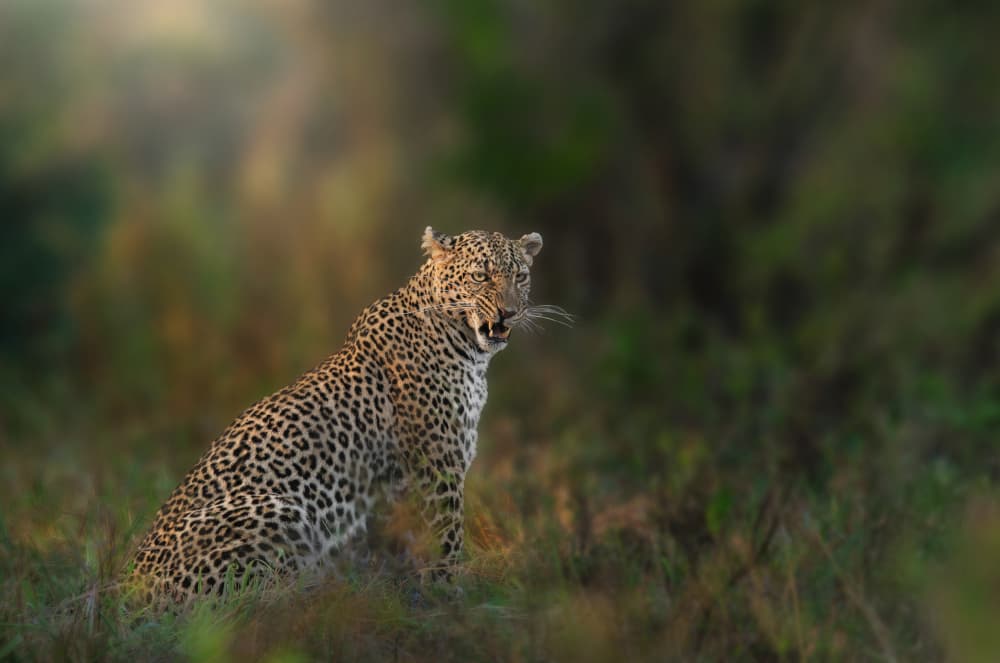 Wild Leopard Gaze by Anita Singh — canvas wall art