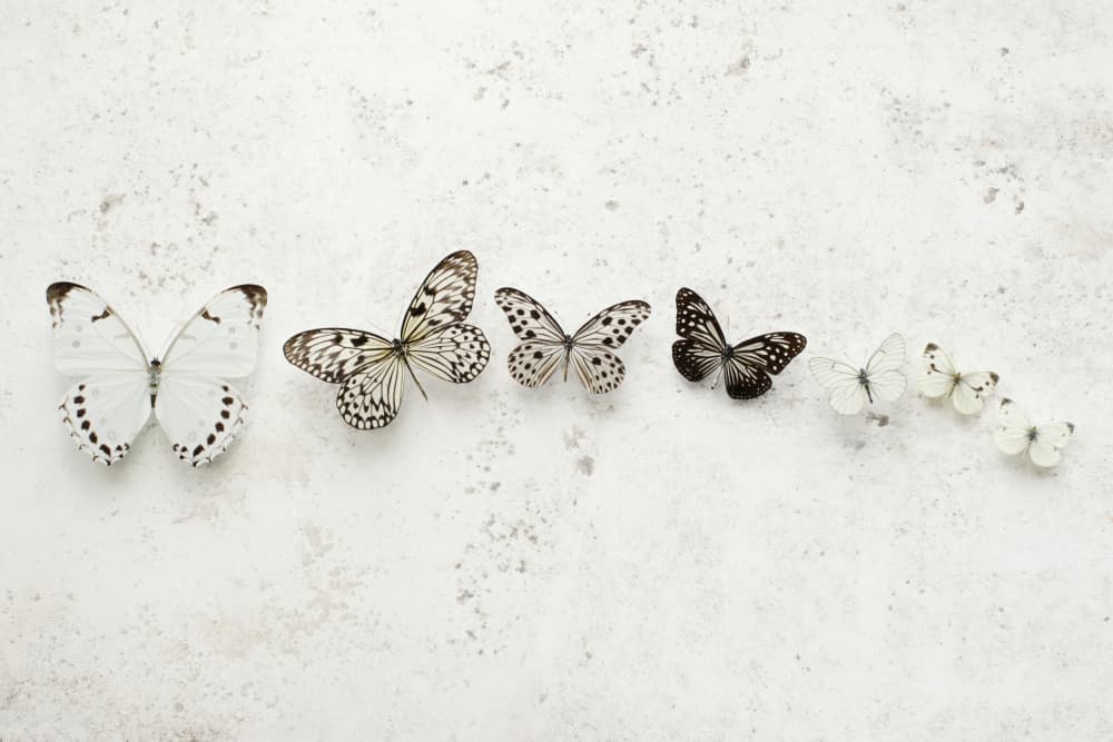 Butterfly Evolution Sequence by Alyson Fennell — canvas wall art