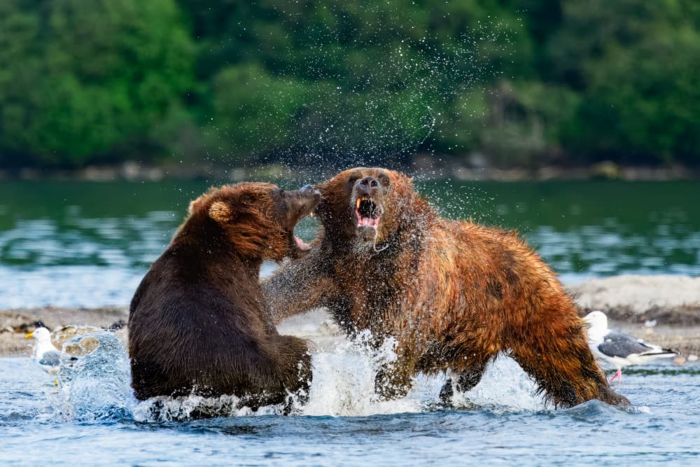 Powerful Bear Brawl by Som Prasad — canvas wall art