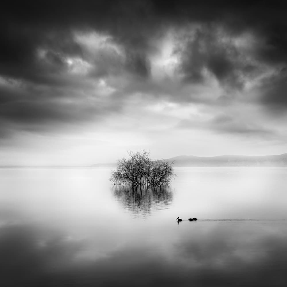 Still Lake Bare Tree by George Digalakis — canvas wall art