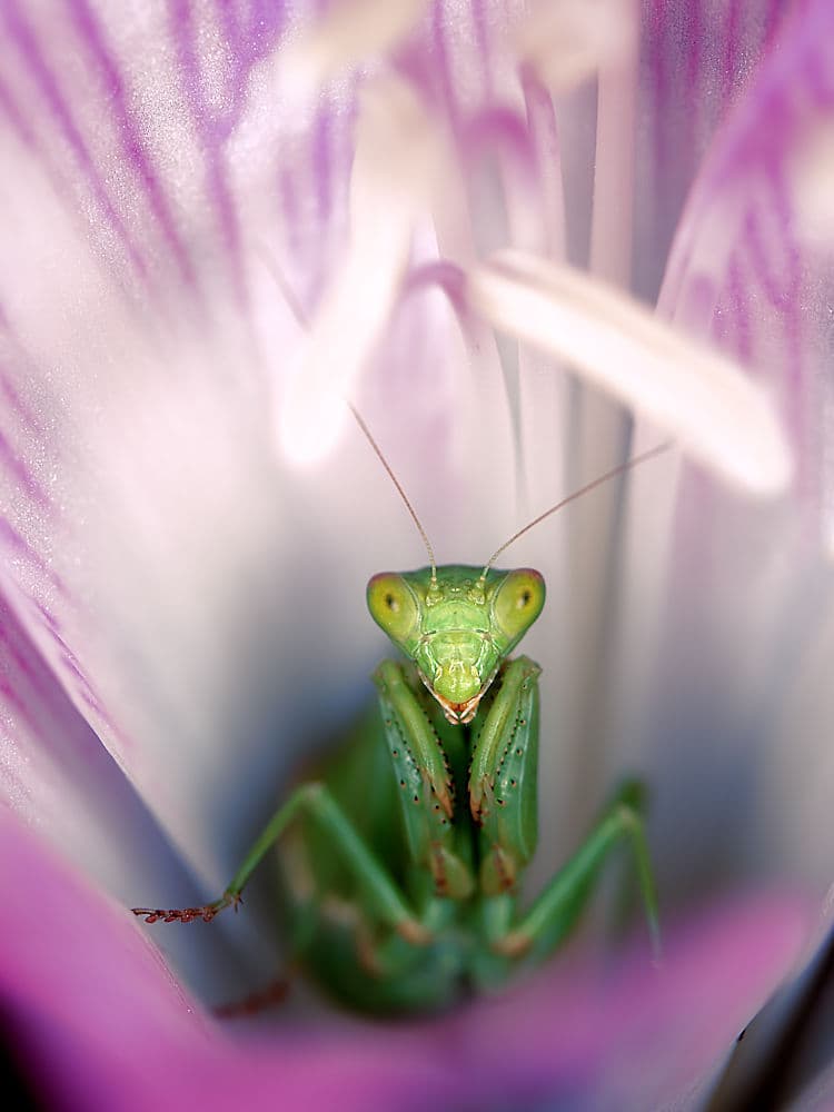 Green Mantis Peek by Jimmy Hoffman — canvas wall art