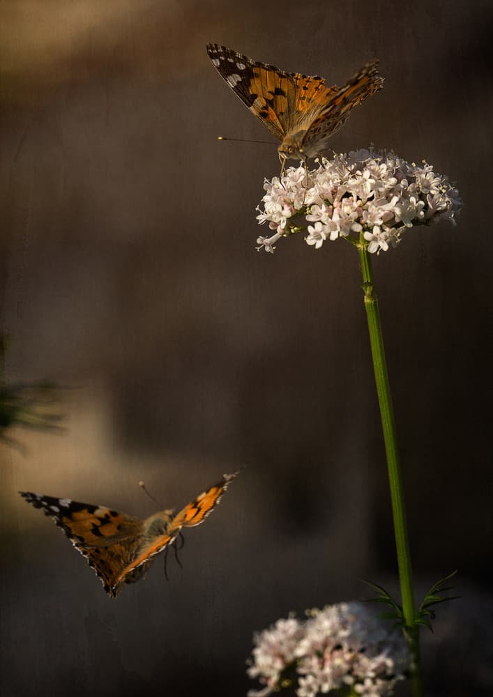 Flying Butterflies and Blooms by Katarina Holmström — canvas wall art