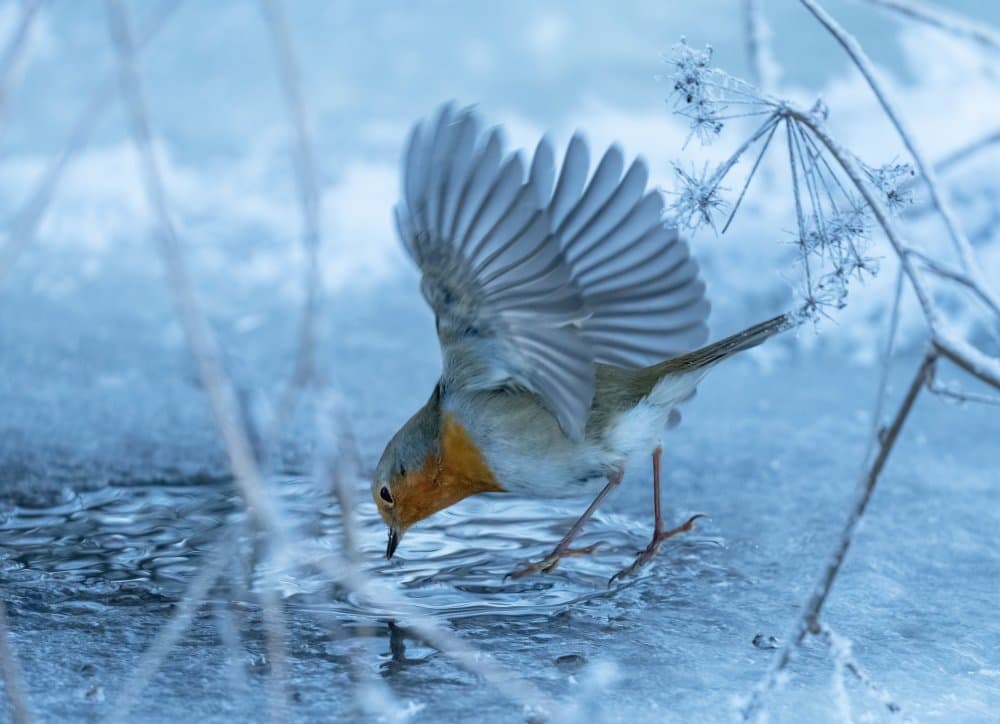 Winter Robin At Icy Water by Allan Wallberg — canvas wall art