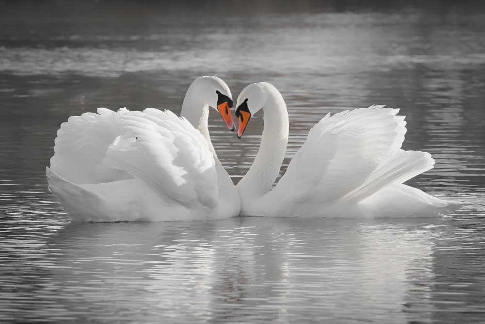 Love by Martin Kucera EFIAP AZSF — canvas wall art