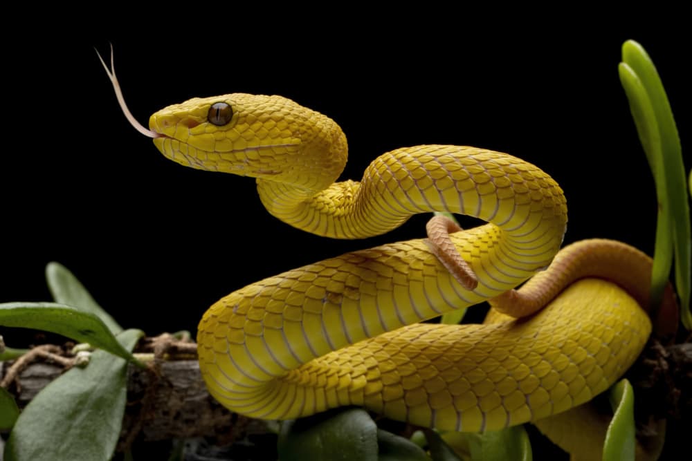Striking Yellow Snake by Kurit Afsheen — canvas wall art
