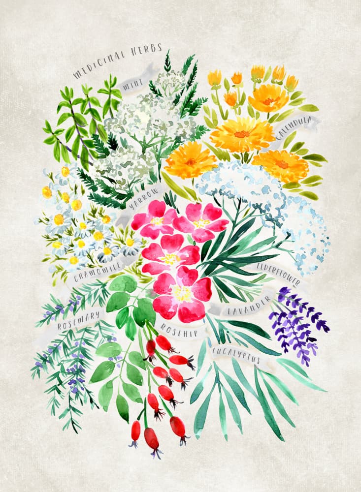 Medicinal Herbs Watercolor by Rosana Laiz Blursbyai — canvas wall art