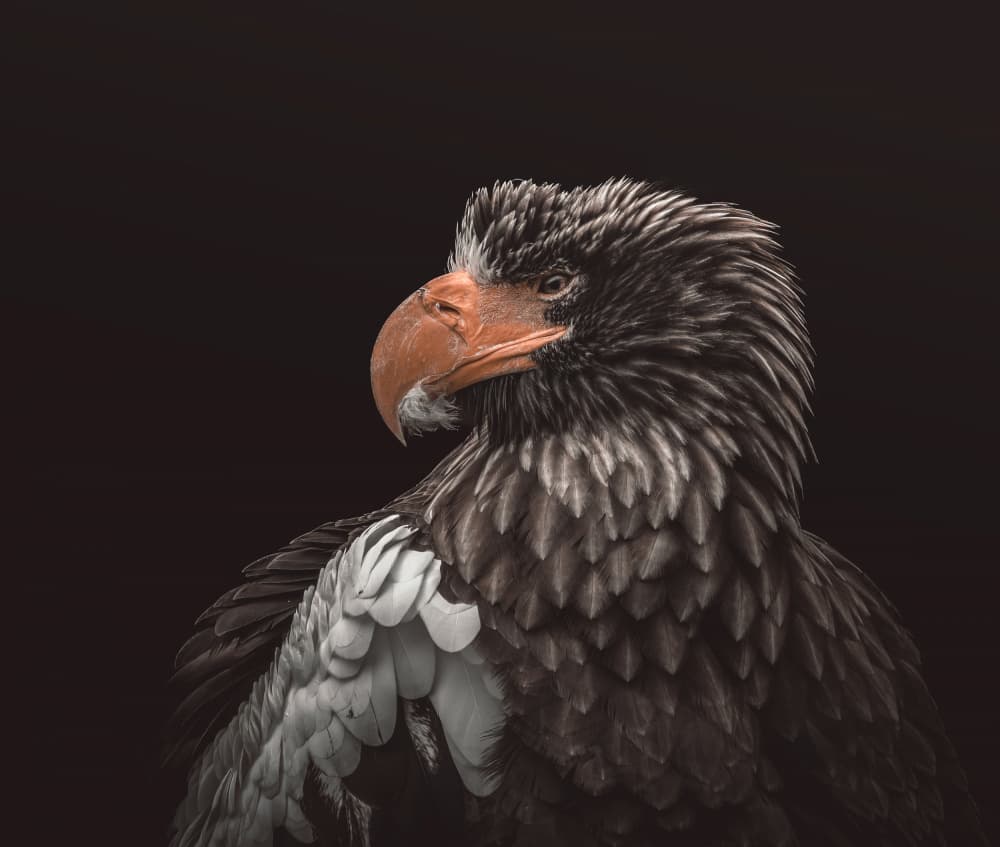 Steller's Sea Eagle Portrait by Natascha Worseling — canvas wall art