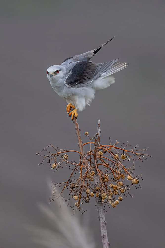 Elegant White Kite by Eldad Levin — canvas wall art