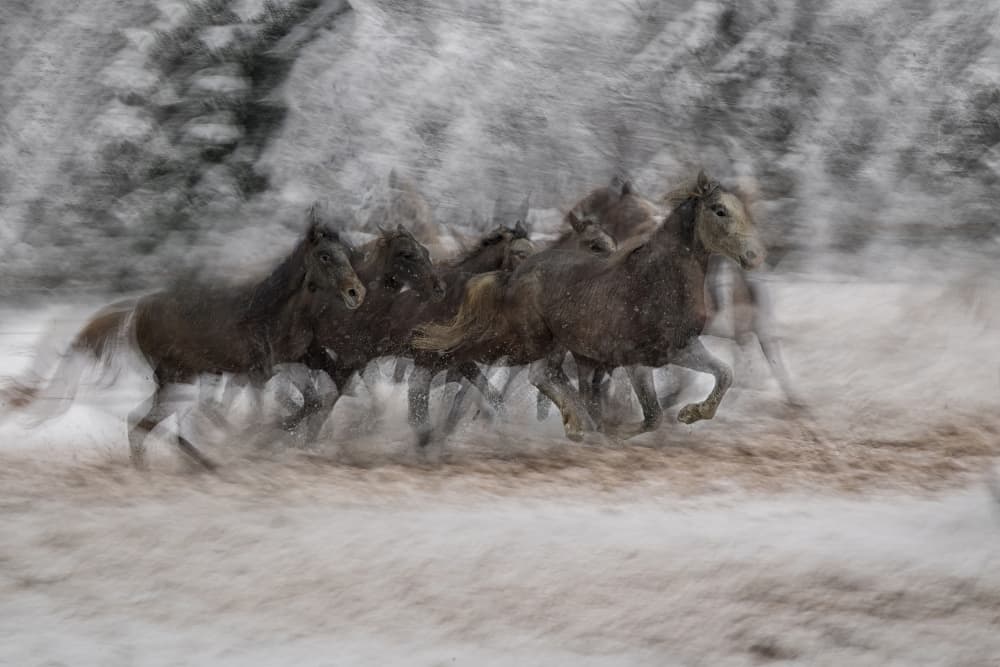 Wild Horses Running Snow by Milan Malovrh — canvas wall art