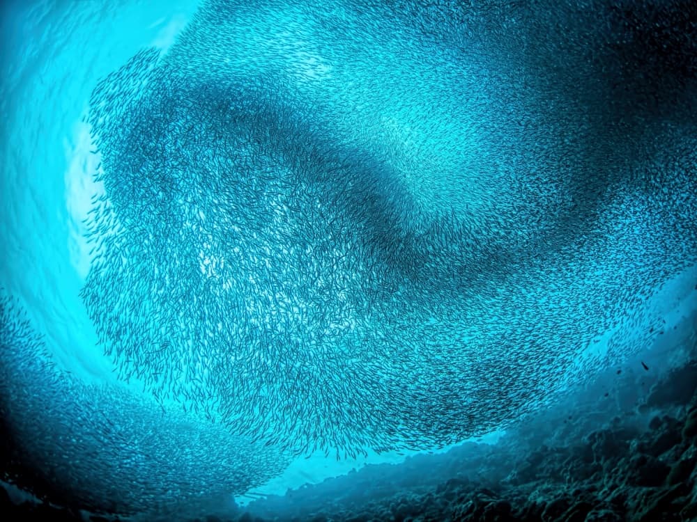 Swirling School of Fish by Henry Jager — canvas wall art
