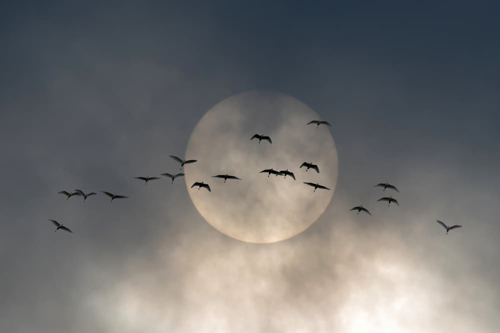 Flock Against Glowing Sun by Walter Caterina — canvas wall art
