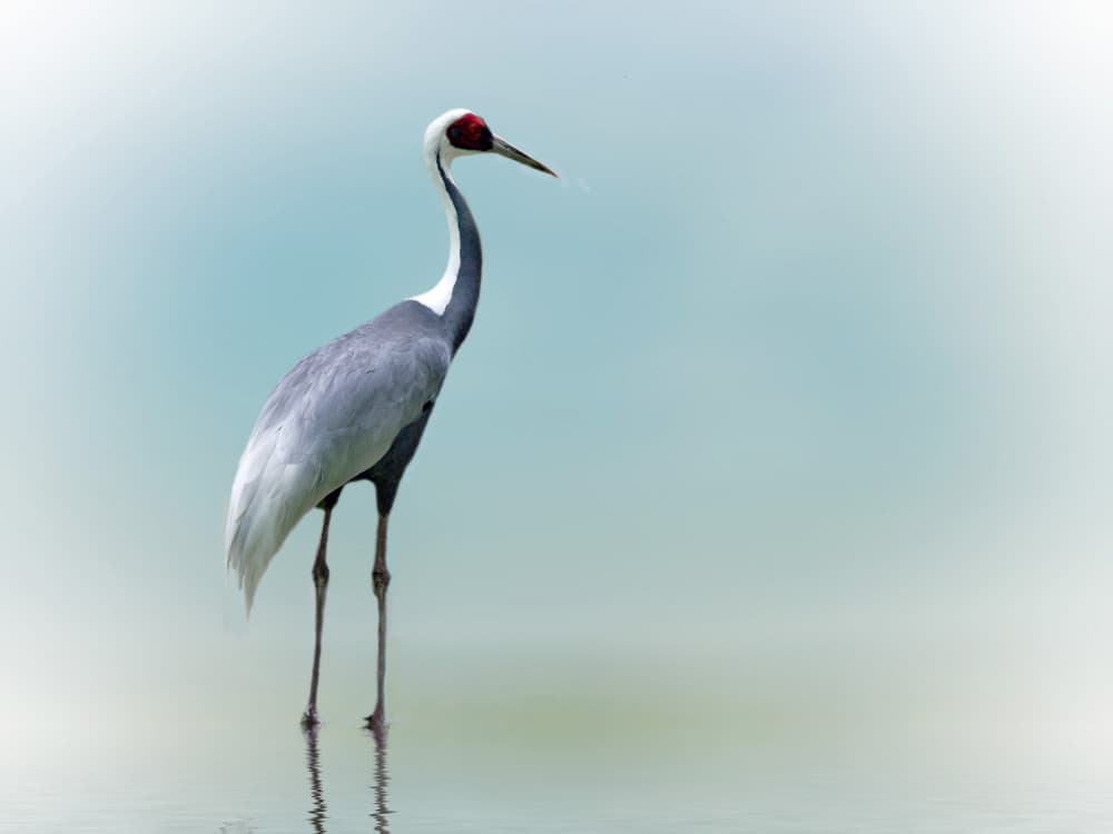 Graceful White Crane by Anna Cseresnjes — canvas wall art