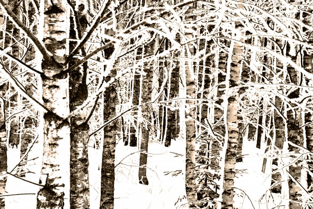 Snowy Birch Forest by Christina Sillen — canvas wall art