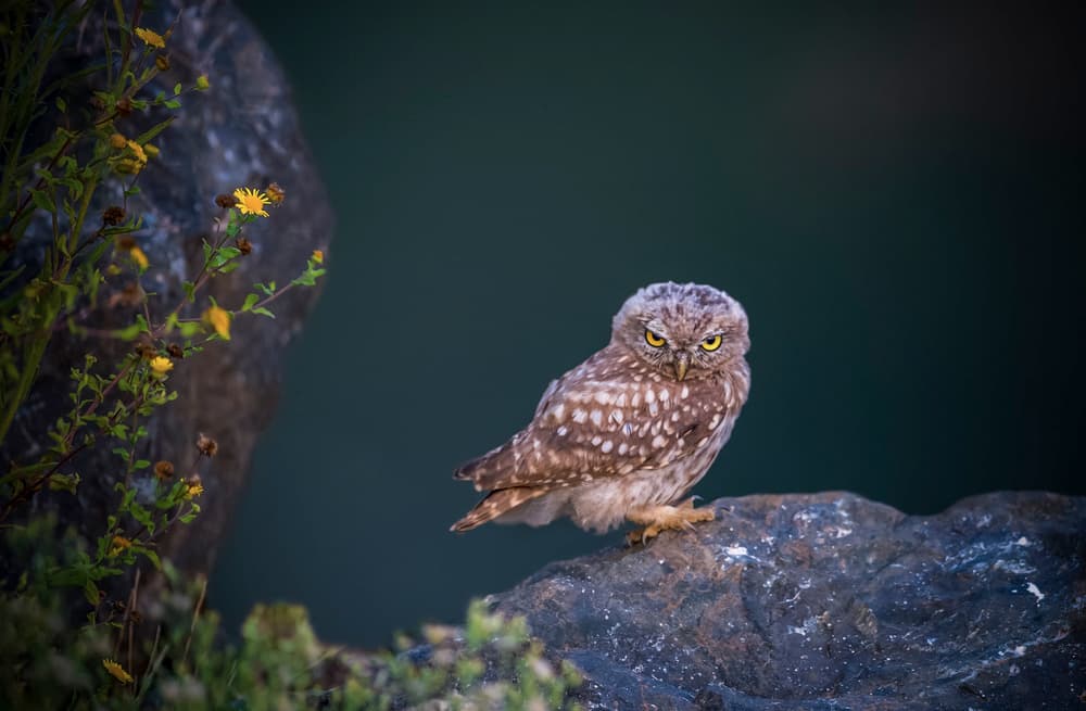 Intense Little Owl by Ibrahim Canakci — canvas wall art