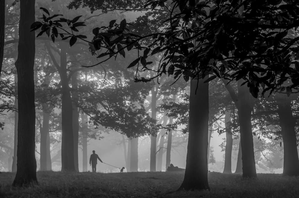 Misty Forest Dog Walk by Radojica Jevric fotorax — canvas wall art
