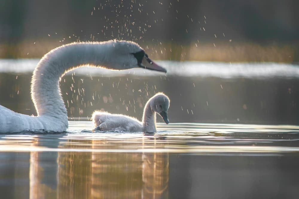 Swan Family Golden Light by Benny Pettersson — canvas wall art