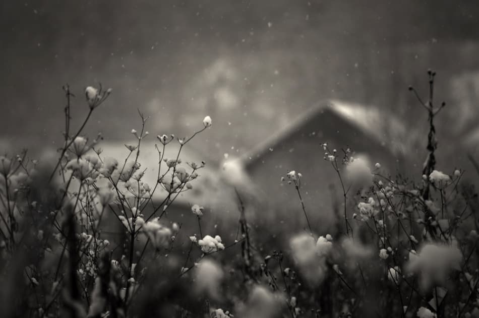 Winter Field Snowfall by PhotoCosma — canvas wall art
