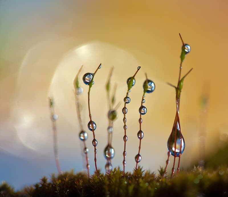 Dewdrop Reflections on Moss by Bee Thalin — canvas wall art