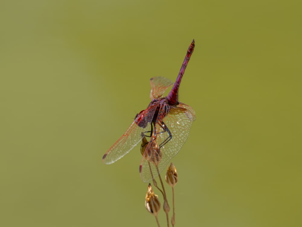 Vivid Red Dragonfly by engin akyurt — canvas wall art