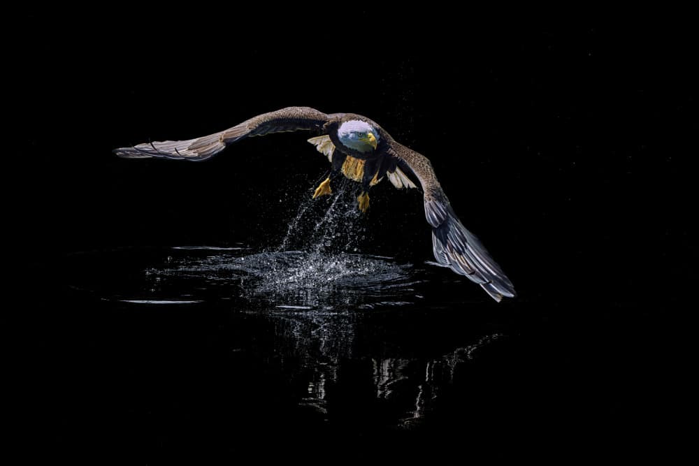 Dynamic Eagle Splash by Qing Zhao — canvas wall art