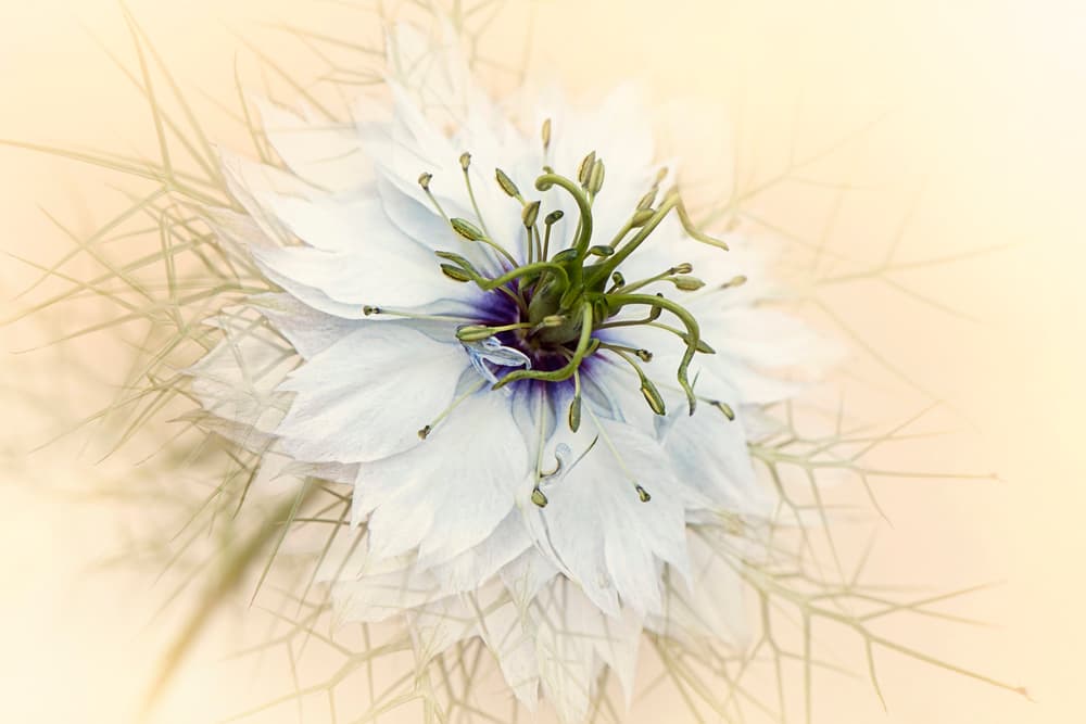 Dreamy White Flower by Jacky Parker — canvas wall art