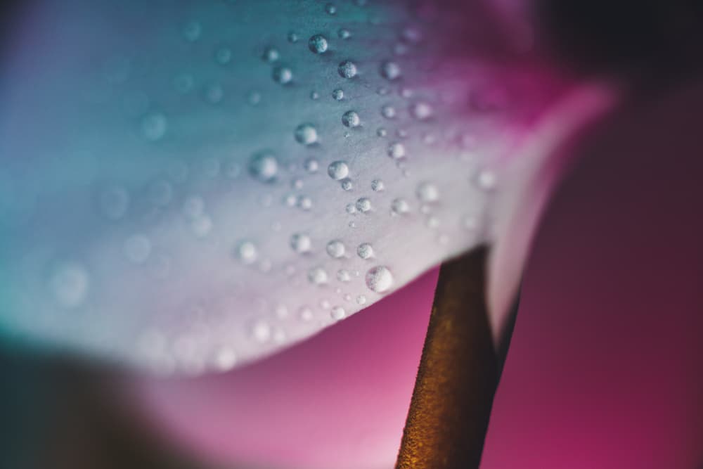 Vibrant Dewdrop Petal by Javier Pardina — canvas wall art