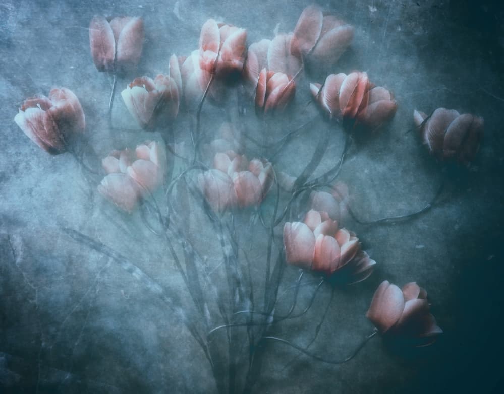 Dreamy Pink Tulips by Kahar Lagaa — canvas wall art