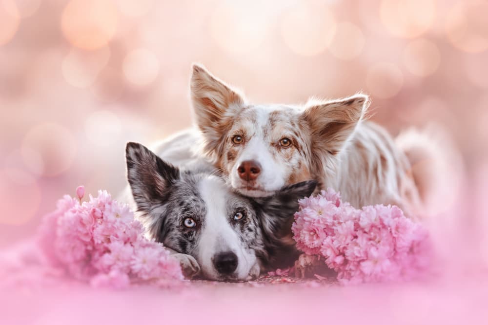 Sweet Border Collie Embrace by Ve Shandor — canvas wall art