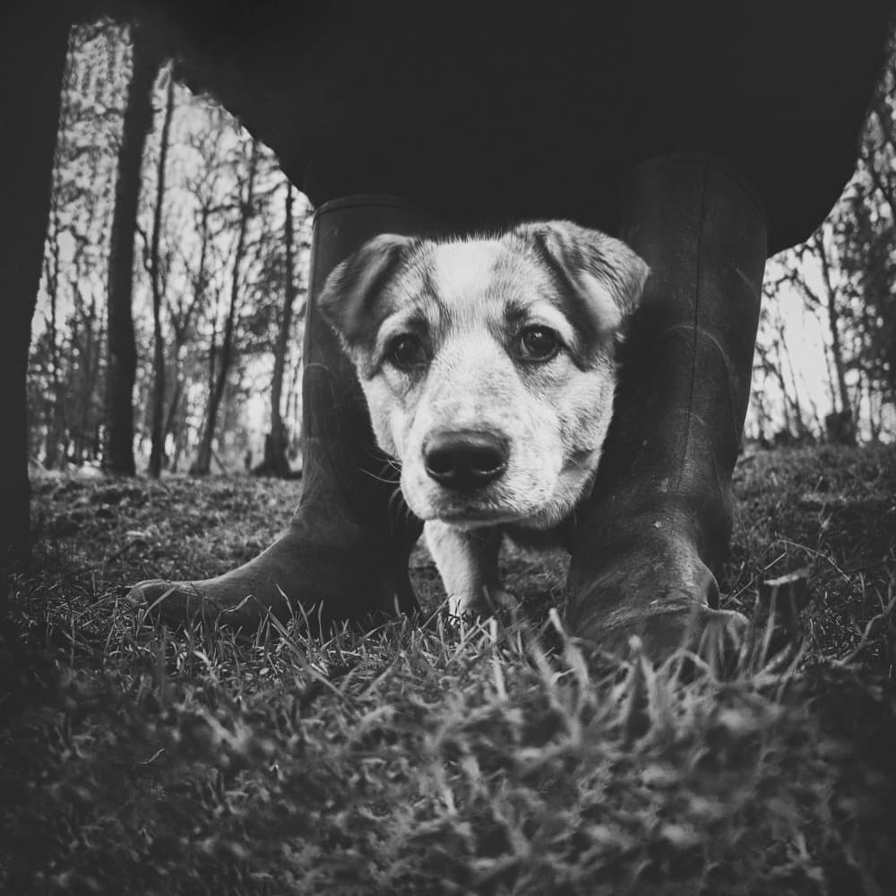 Curious Puppy Boots by Todor Tanev — canvas wall art