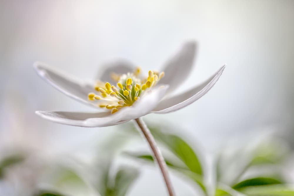 Wood Anemone by Mandy Disher — canvas wall art