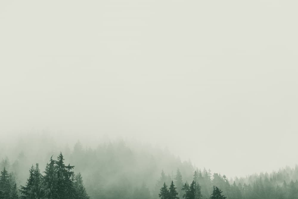 Misty Forest Green by Lynann Colligan — canvas wall art