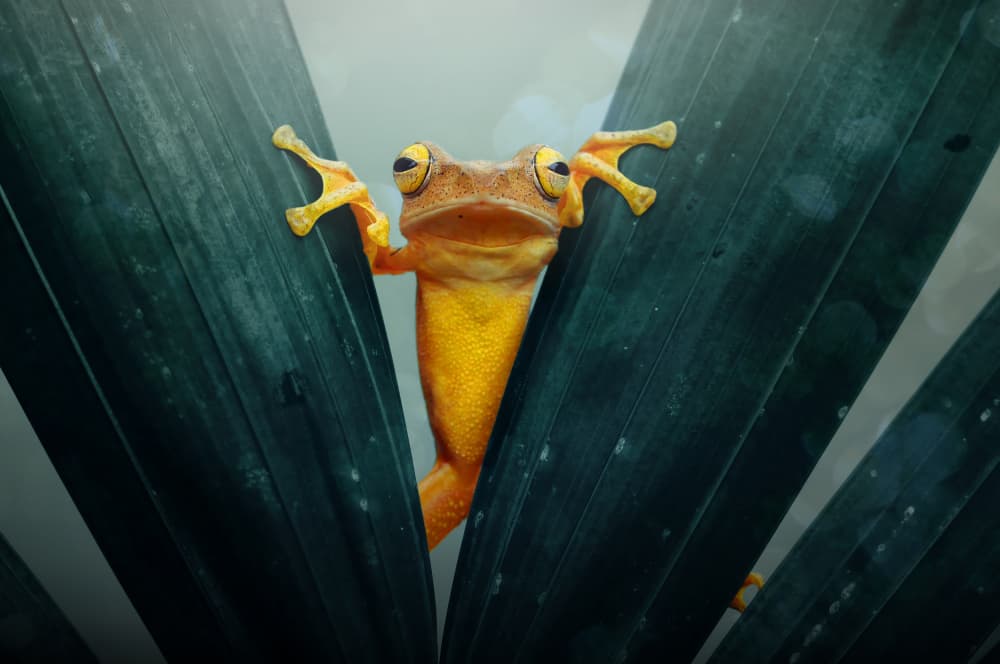 Curious Jungle Frog by Andri Priyadi — canvas wall art