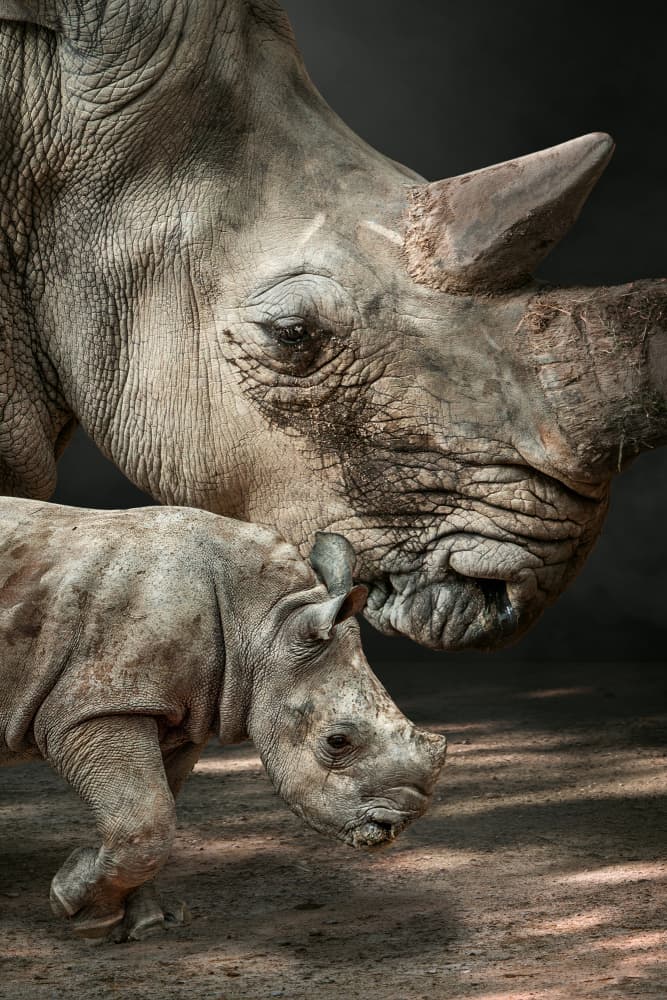 Rhino Mother and Calf by Marcel Egger — canvas wall art