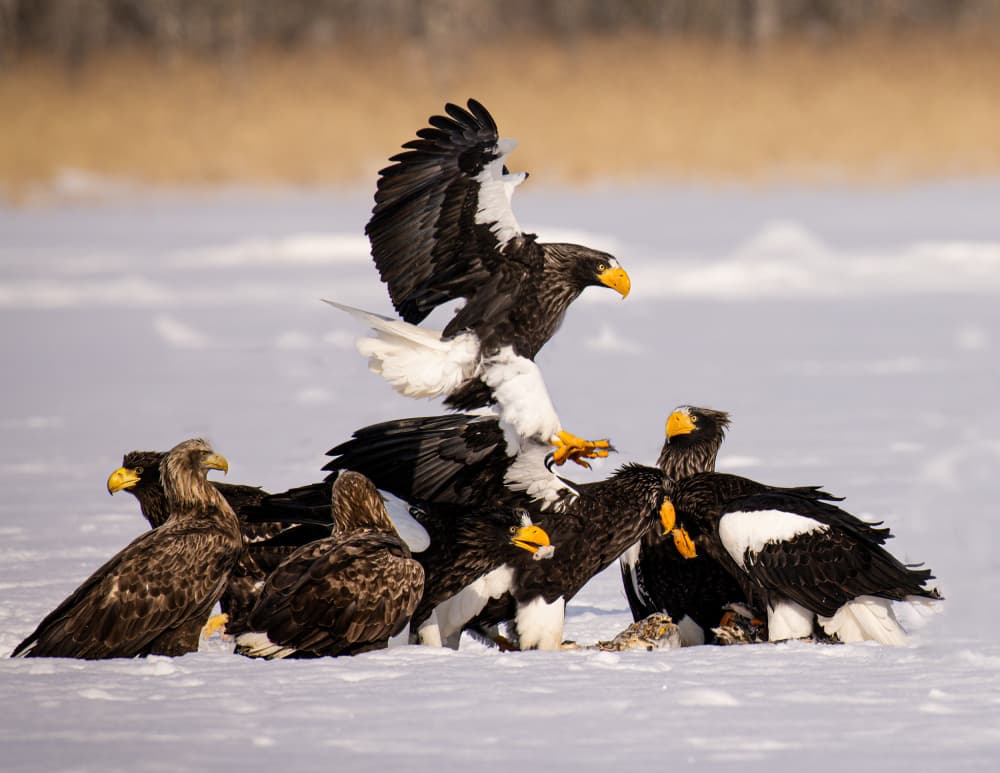 Dramatic Winter Eagles by Dennis Zhang — canvas wall art