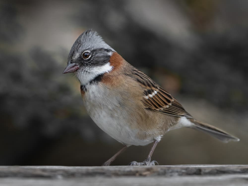 Crested Sparrow Portrait by Patrick Dessureault — canvas wall art