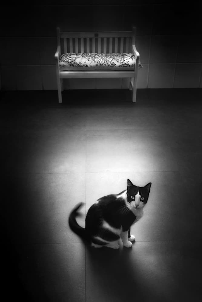 Cat In Spotlight by Elena Arjona — canvas wall art