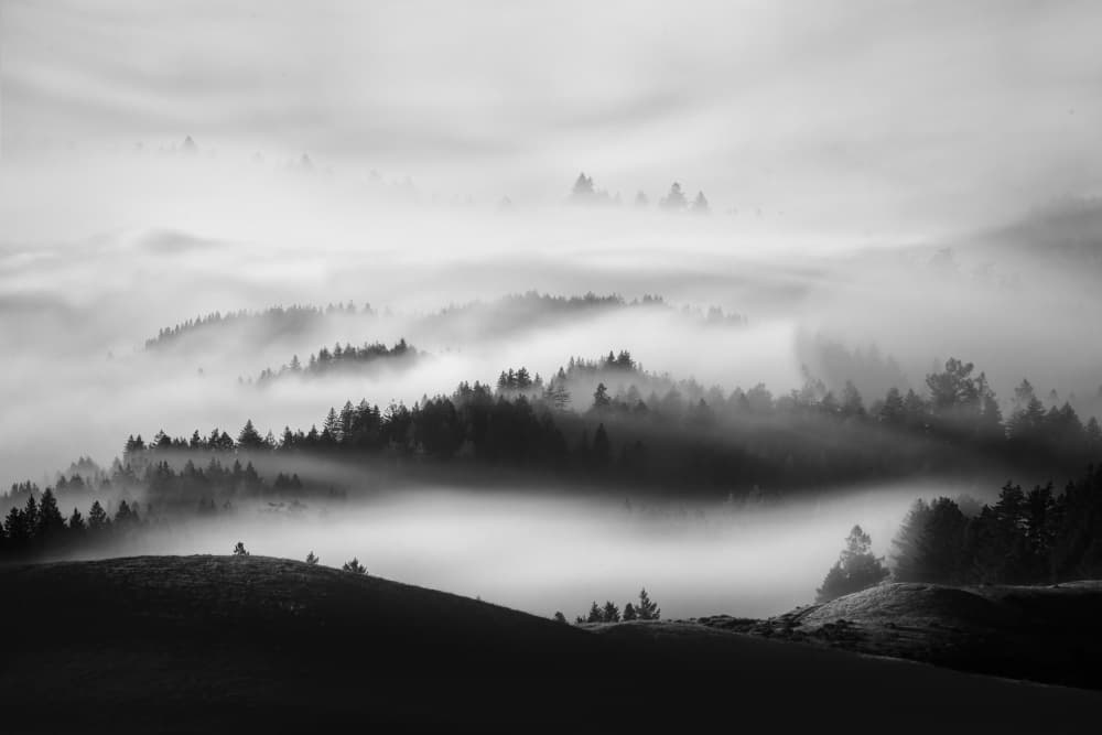 Foggy Forest Layers by DonnaHom APA — canvas wall art