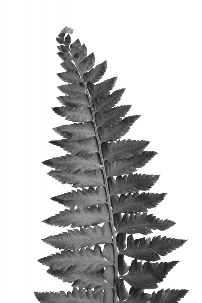 Minimalist Fern Leaf by Rosana Laiz Blursbyai — canvas wall art