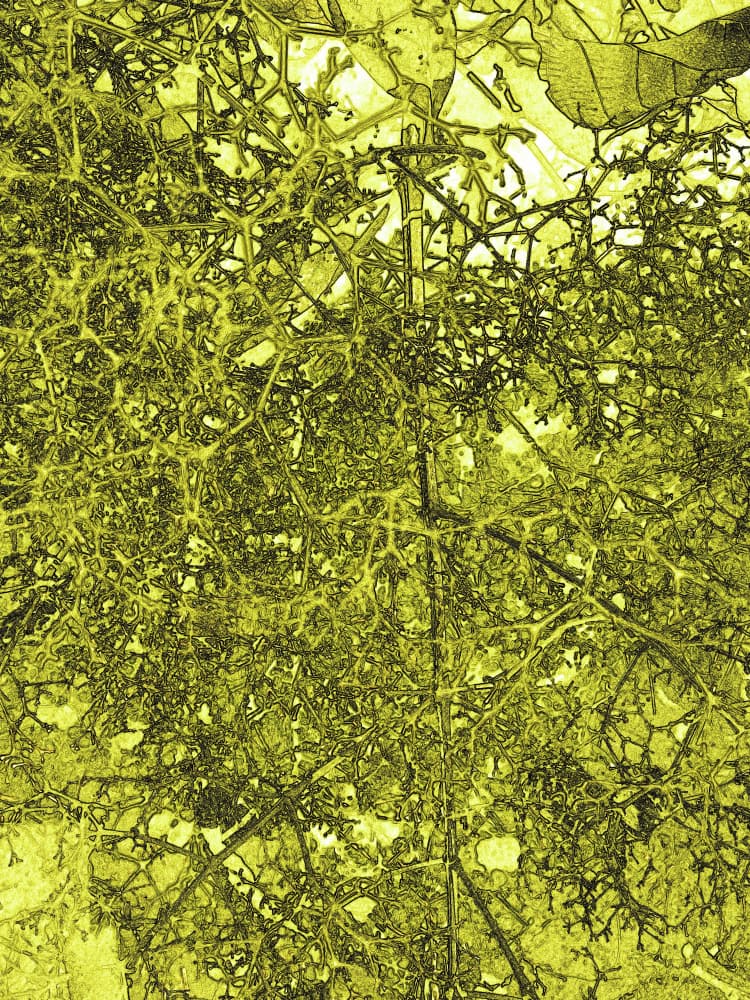 Lime Green Nature Abstract by Santhosh ch — canvas wall art