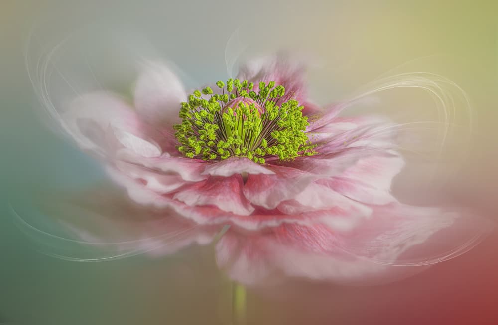 Dreamy Pink Bloom by Lydia Jacobs — canvas wall art