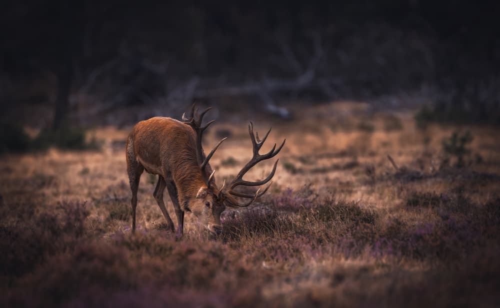 Majestic Forest Stag by Gert J ter Horst — canvas wall art