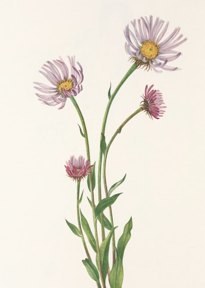 Alaska Fleabane From North American Wildflowers (1925) By Mary Vaux Walcott. by Mary Vaux Walcott — canvas wall art